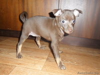 Той-терьер щенок - Изображение #1, Объявление #321469