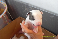 продам щенков американского бульдога - Изображение #1, Объявление #326282