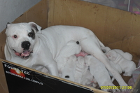 продам щенков американского бульдога - Изображение #2, Объявление #326282