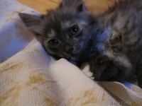 Котята в хорошие руки, отдам котят в дар - Изображение #2, Объявление #329787