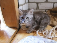 Котята в хорошие руки, отдам котят в дар - Изображение #3, Объявление #329787