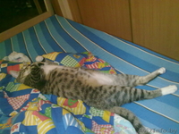 Отдам кота в добрые (!) руки - Изображение #1, Объявление #338690