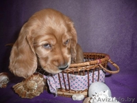 Щенки  англ.кокер.спаниель - Изображение #2, Объявление #362847