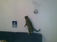 Отдам кота в добрые (!) руки - Изображение #2, Объявление #338690
