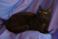 Миниатюрная черная красавица-кошка Маркиза  - Изображение #5, Объявление #344168