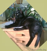 Черная кошка                                    - Изображение #5, Объявление #348752