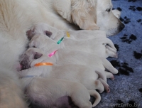 Щенки голден(золотистого) ретривера от титулованных родителей! - Изображение #2, Объявление #343579