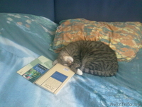 Отдам кота в добрые (!) руки - Изображение #3, Объявление #338690