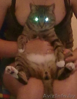 Отдам кота в добрые (!) руки - Изображение #5, Объявление #338690