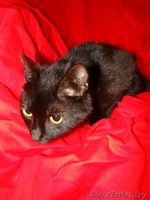 Миниатюрная черная красавица-кошка Маркиза  - Изображение #3, Объявление #344168