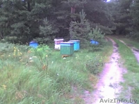 Продается пасека, мёд  - Изображение #2, Объявление #340652