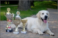 Щенки голден(золотистого) ретривера от титулованных родителей! - Изображение #1, Объявление #343579