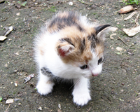 Отдам котят в хорошие руки, подарю - Изображение #1, Объявление #348933