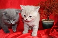 Шотландские вислоухие котята возраст 2мес. - Изображение #1, Объявление #361228