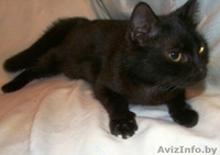 Миниатюрная черная красавица-кошка Маркиза  - Изображение #2, Объявление #344168