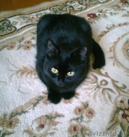 Черная кошка                                    - Изображение #1, Объявление #348752
