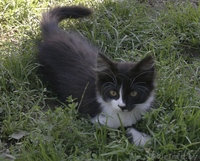 Котята ищут хозяев - Изображение #2, Объявление #366771