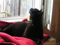 Миниатюрная черная красавица-кошка Маркиза  - Изображение #1, Объявление #344168