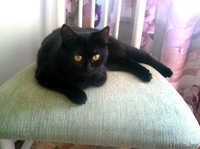 Черная кошка                                    - Изображение #2, Объявление #348752