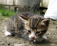 Отдам котят в хорошие руки, подарю - Изображение #3, Объявление #348933