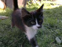 Котята ищут хозяев - Изображение #3, Объявление #366771