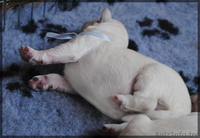 Щенки голден(золотистого) ретривера от титулованных родителей! - Изображение #6, Объявление #343579