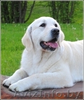 Щенки голден(золотистого) ретривера от титулованных родителей! - Изображение #3, Объявление #343579