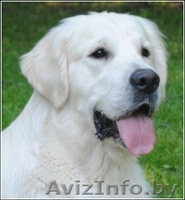 Щенки голден(золотистого) ретривера от титулованных родителей! - Изображение #4, Объявление #343579