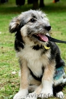 Небольшая собачка-щенок 8 месяцев  - Изображение #4, Объявление #344164