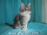 Мейн-кун котята. - Изображение #1, Объявление #364963