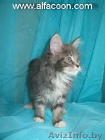 Мейн-кун котята. - Изображение #6, Объявление #364963