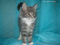 Мейн-кун котята. - Изображение #3, Объявление #364963
