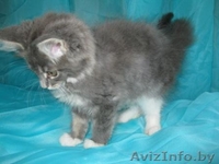 Мейн-кун котята. - Изображение #4, Объявление #364963