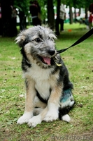 Небольшая собачка-щенок 8 месяцев  - Изображение #1, Объявление #344164