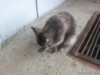 найдена кошечка (кот) в Уручье (Минск) - Изображение #1, Объявление #355805