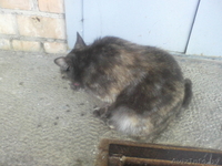 найдена кошечка (кот) в Уручье (Минск) - Изображение #2, Объявление #355805