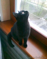 Черная кошка                                    - Изображение #4, Объявление #348752