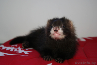 Хорек декоративный (Фретка) Питомник "Fluffy Brilliant" - Изображение #4, Объявление #340684