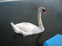 Canon PC1108 (Made in Japan) 5mpx  - Изображение #5, Объявление #356288