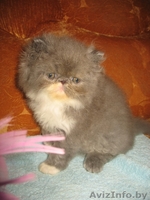 Персидские котята_____) - Изображение #3, Объявление #346337