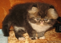 Персидские котята_____) - Изображение #2, Объявление #346337