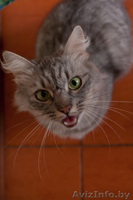 Кошечка ищет дом! - Изображение #2, Объявление #348560