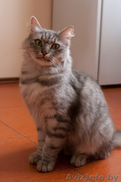 Кошечка ищет дом! - Изображение #1, Объявление #348560