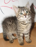 ласковый и общительный котёнок ищет лучших хозяев - Изображение #1, Объявление #343974