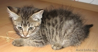 ласковый и общительный котёнок ищет лучших хозяев - Изображение #3, Объявление #343974