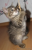 ласковый и общительный котёнок ищет лучших хозяев - Изображение #4, Объявление #343974