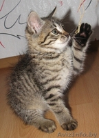 ласковый и общительный котёнок ищет лучших хозяев - Изображение #5, Объявление #343974