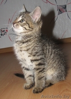 ласковый и общительный котёнок ищет лучших хозяев - Изображение #6, Объявление #343974