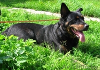 Собака Дана ищет новых любящих хозяев - Изображение #5, Объявление #367364