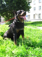 Собака Дана ищет новых любящих хозяев - Изображение #6, Объявление #367364